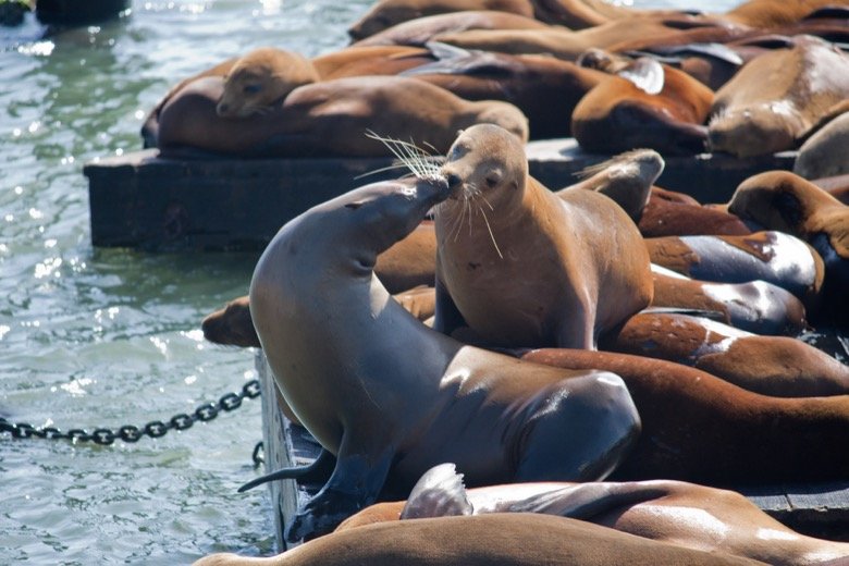 Pier 39 in San Francisco - See sea lions!